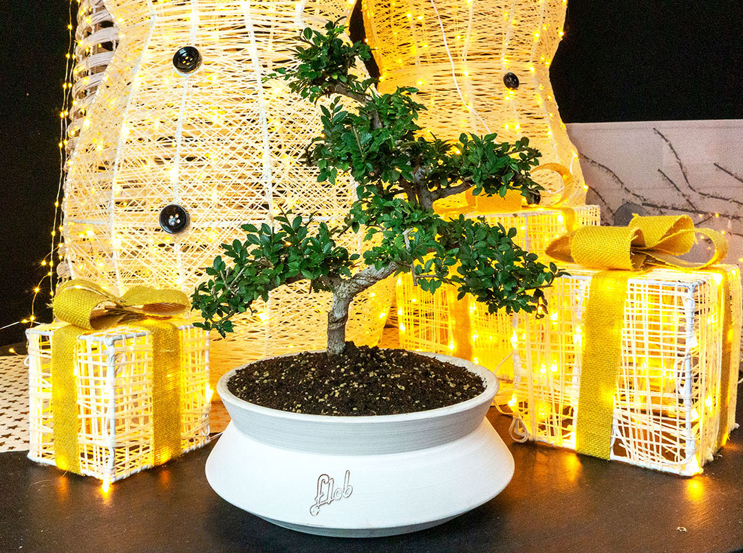 Olmo zelkova impalcato bonsai
